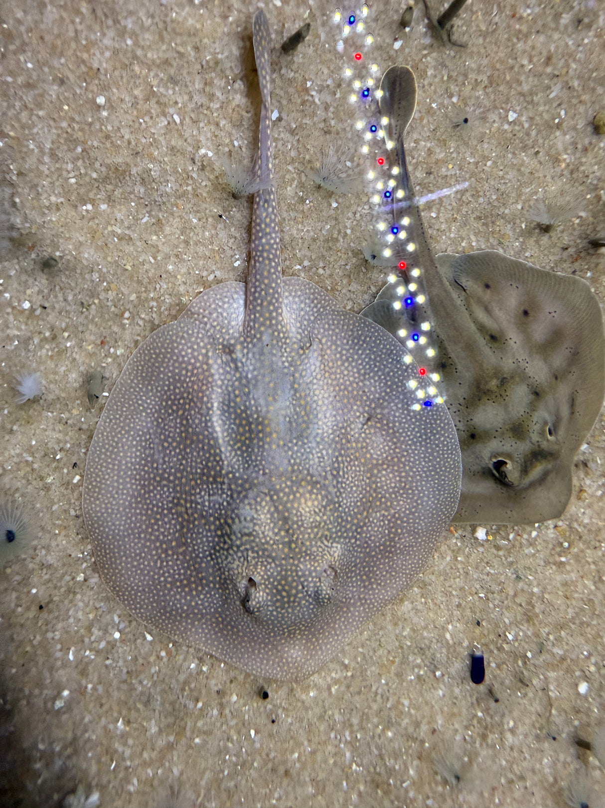 Baby California stingray