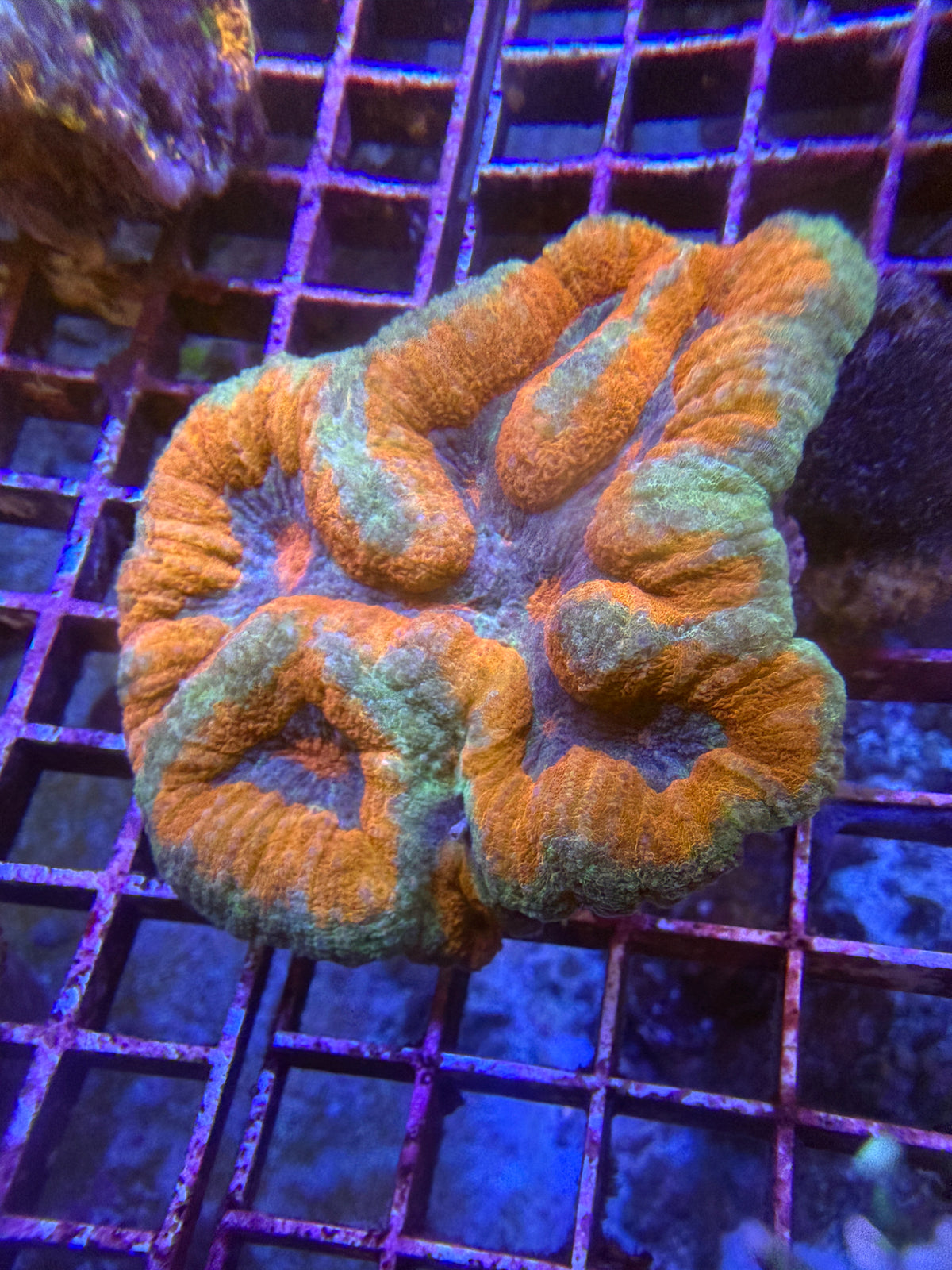 Orange and teal symphyllia