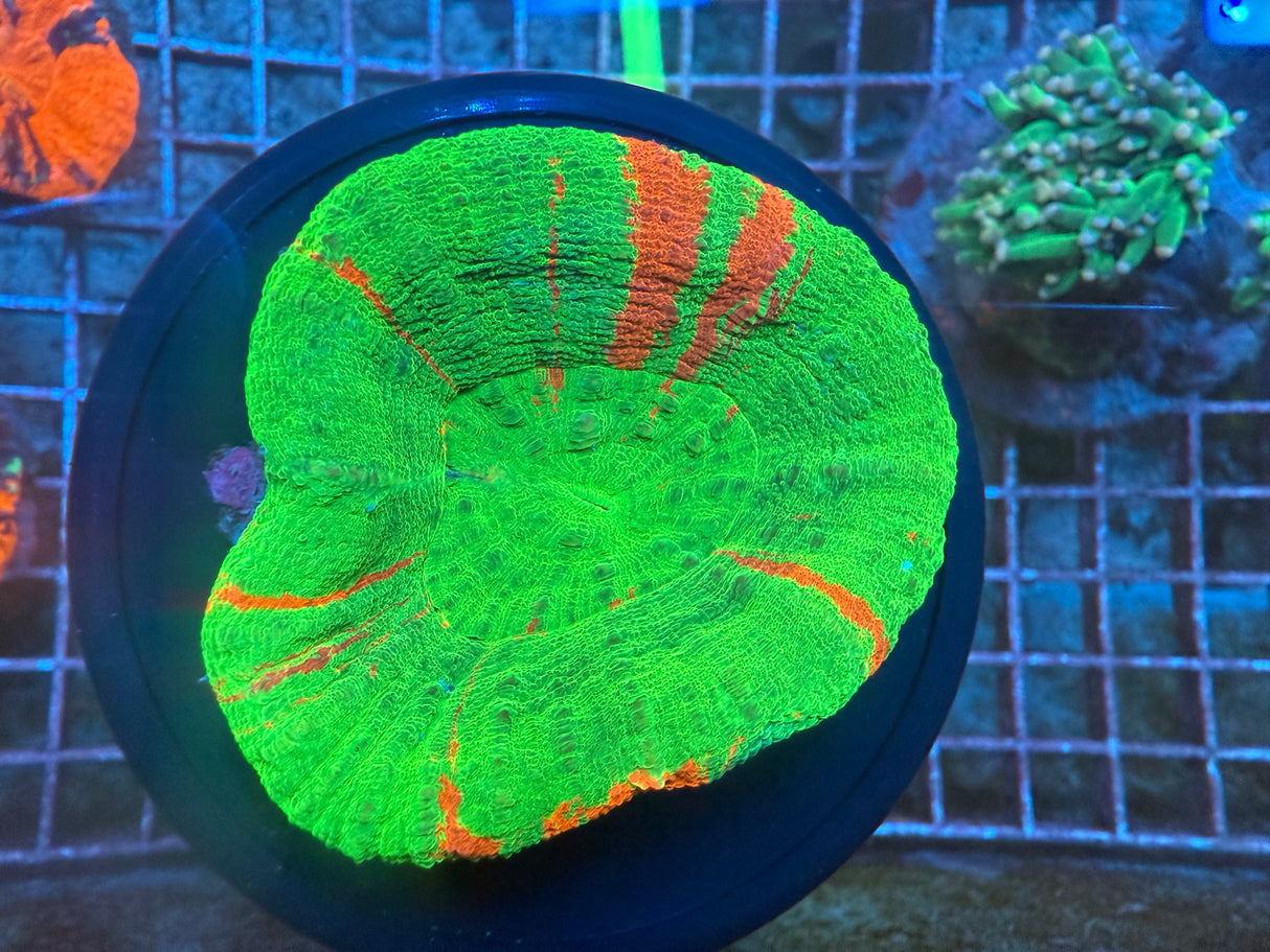 Bleeding apple Scoly 1