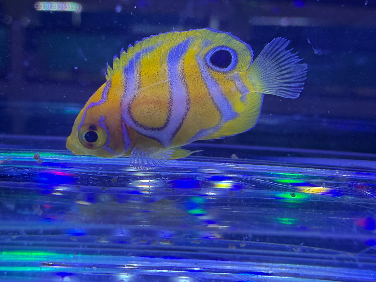Captive bred B1 grade Misbar regal angelfish small WYSIWYG