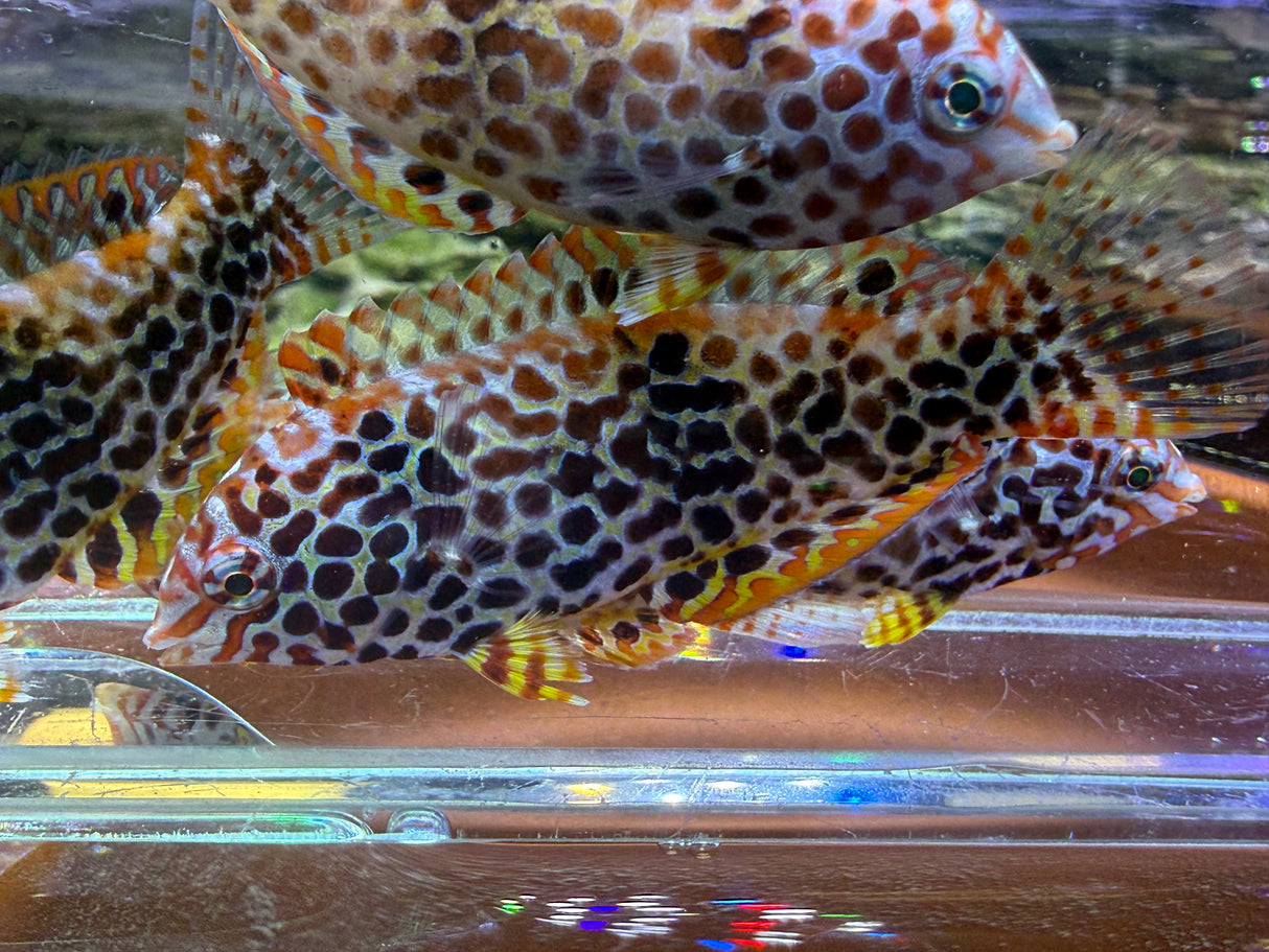 Leopard Wrasse