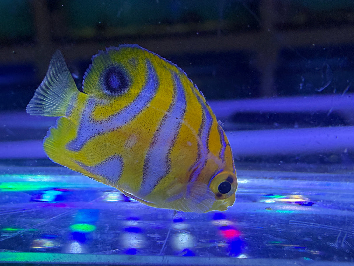 Captive bred A2 grade Misbar regal angelfish small WYSIWYG