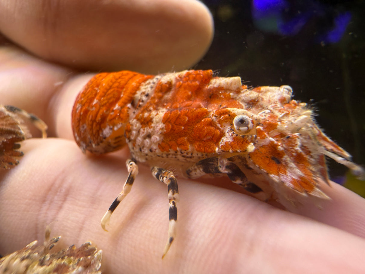 Orange slipper Lobster