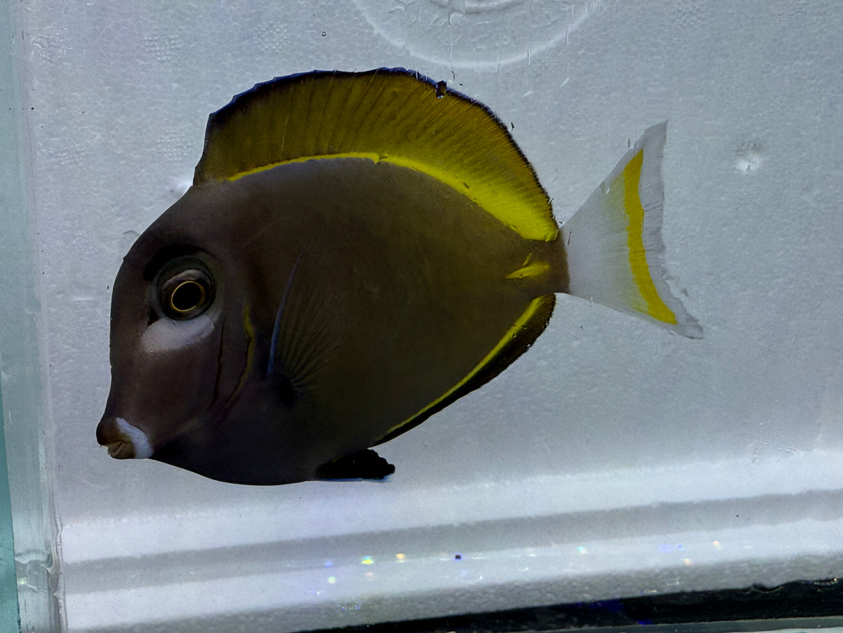 Whitecheek Goldrim Tang – Acanthurus nigricans