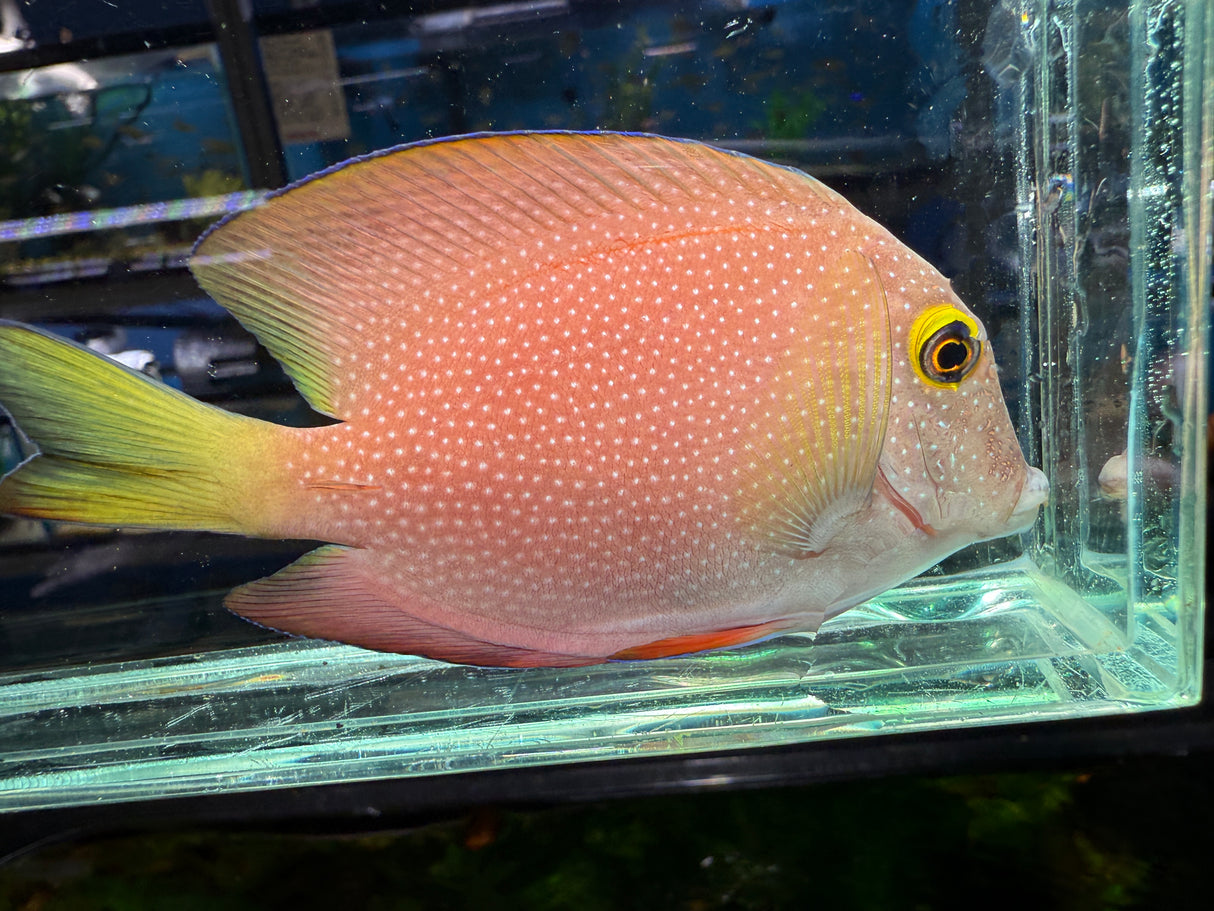 Spotted Kole Tang – Ctenochaetus strigosus