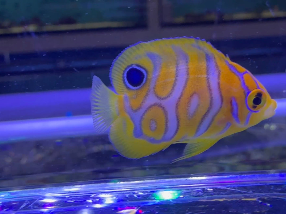 Captive bred A1 grade Misbar regal angelfish small WYSIWYG