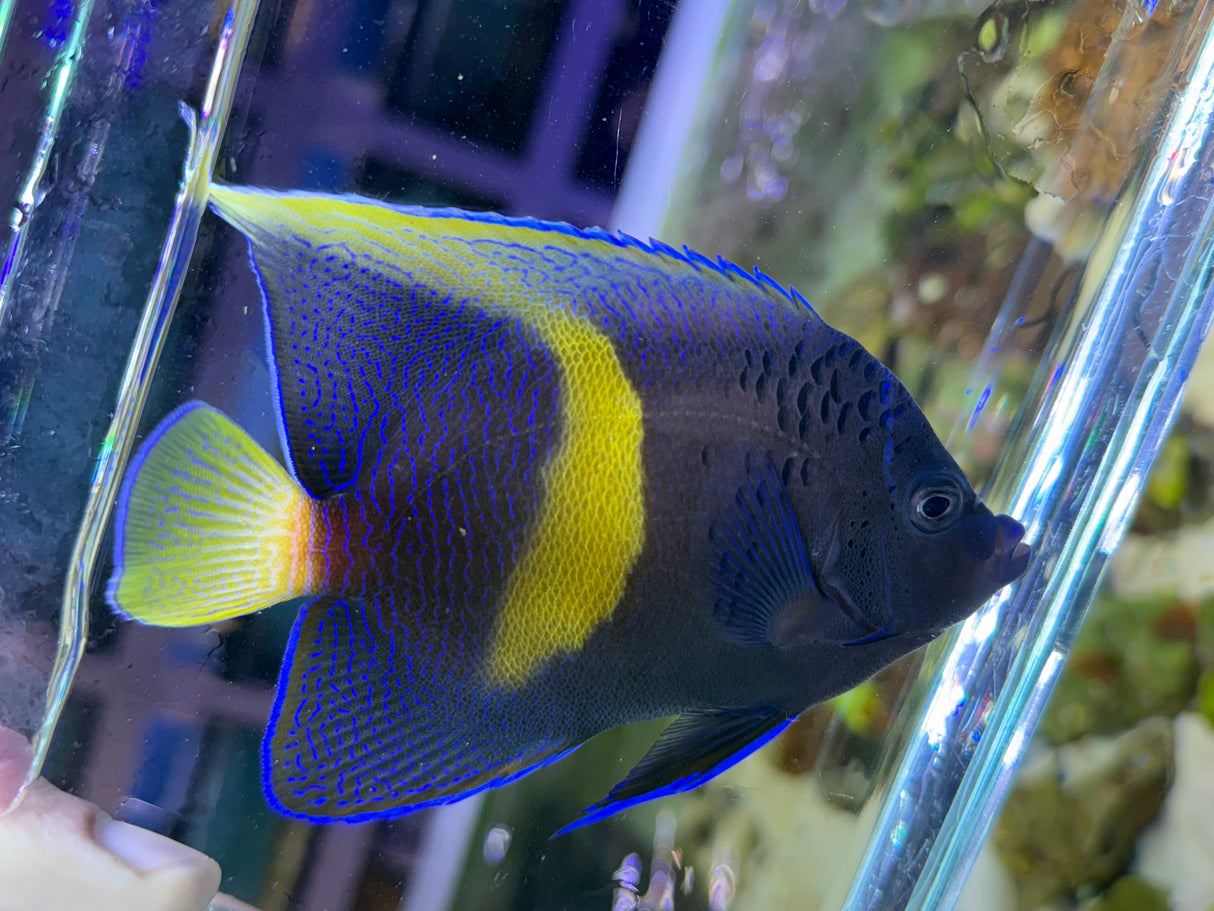 Maculosus Angelfish