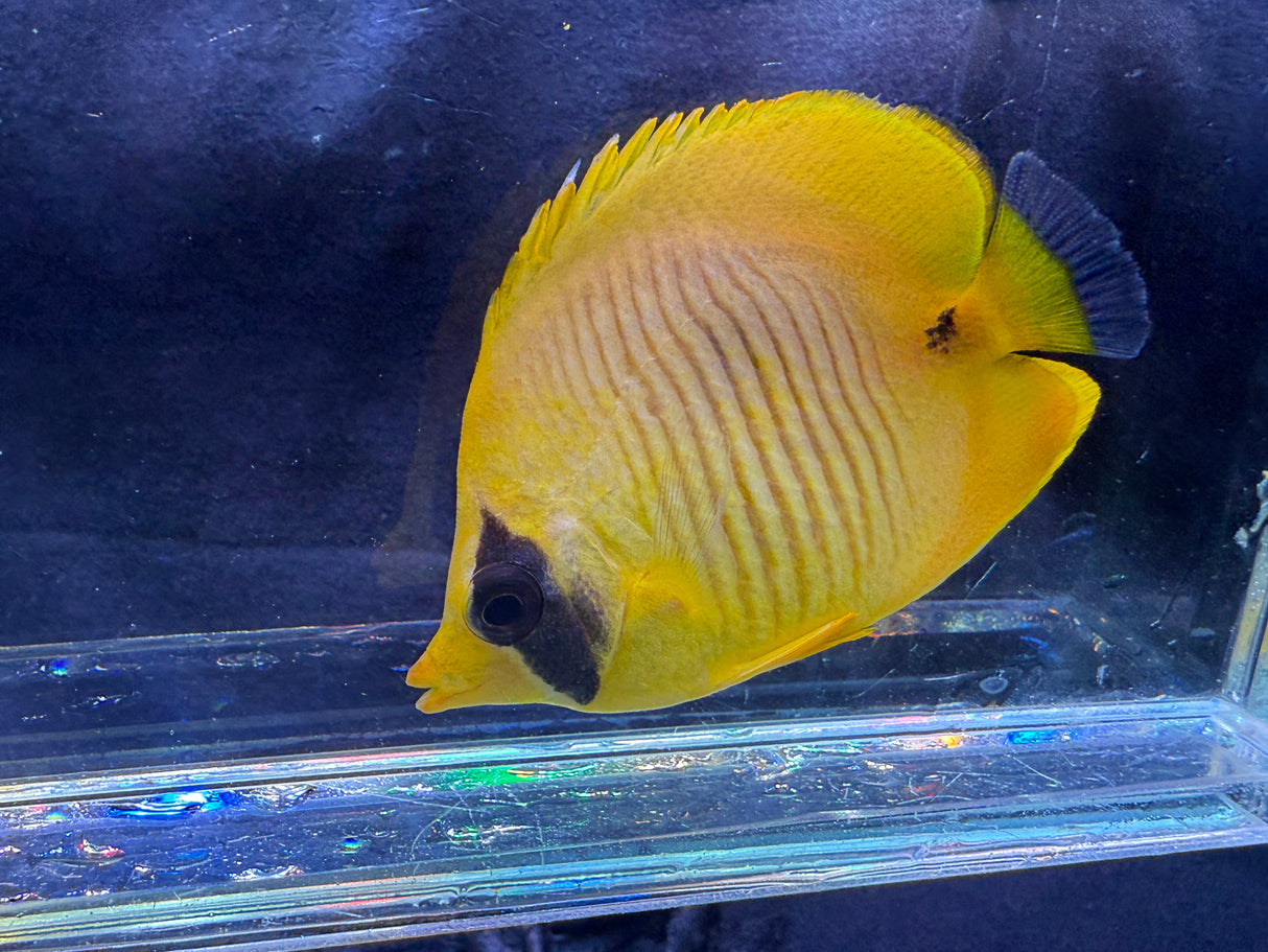 Semilarvatus Butterflyfish