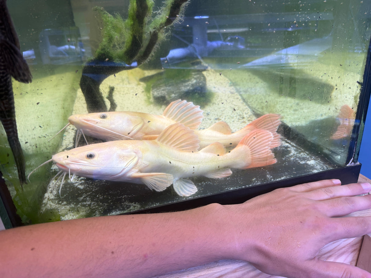 Phantom South American Redtail Catfish
