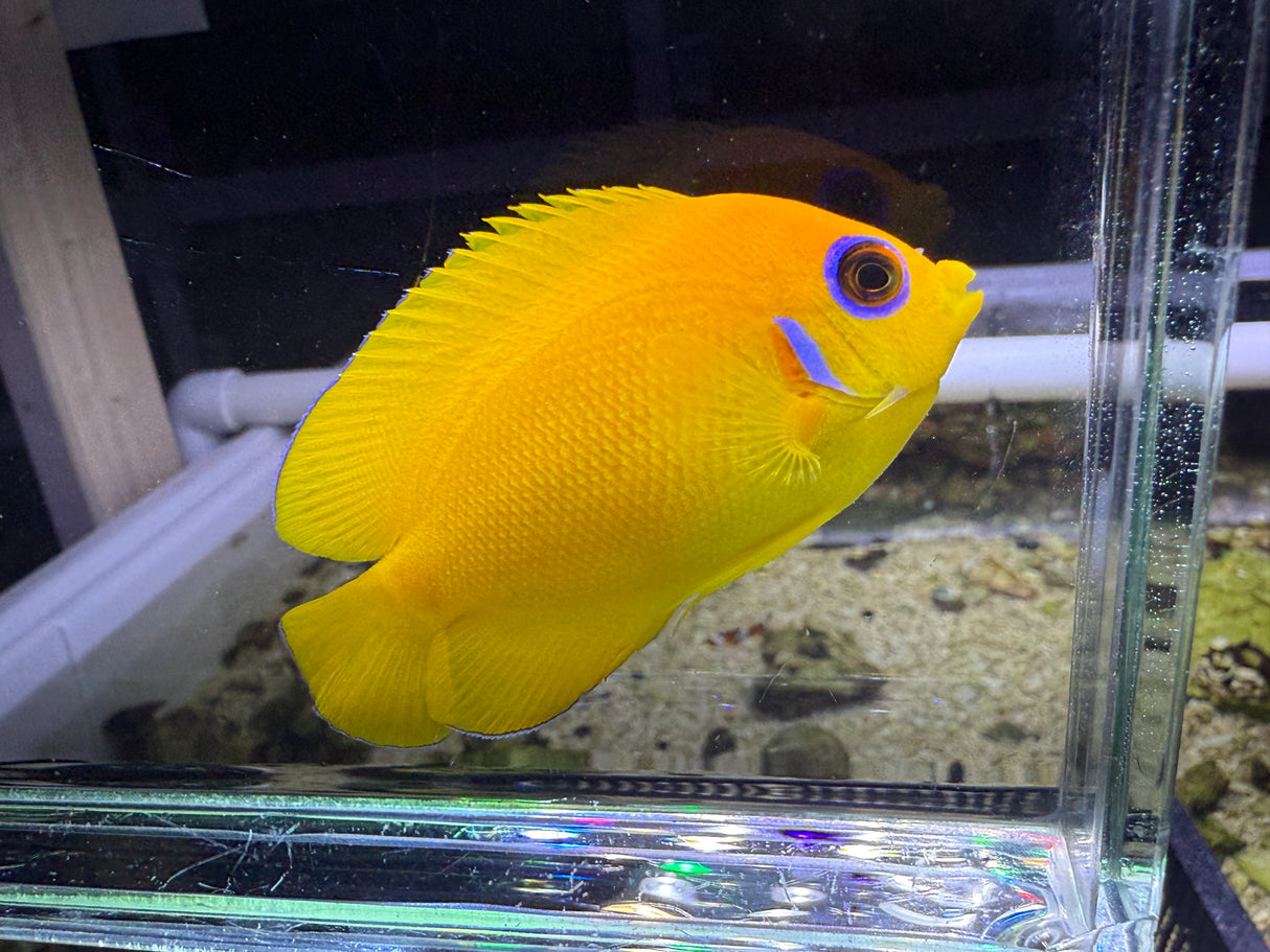 Lemonpeel angelfish