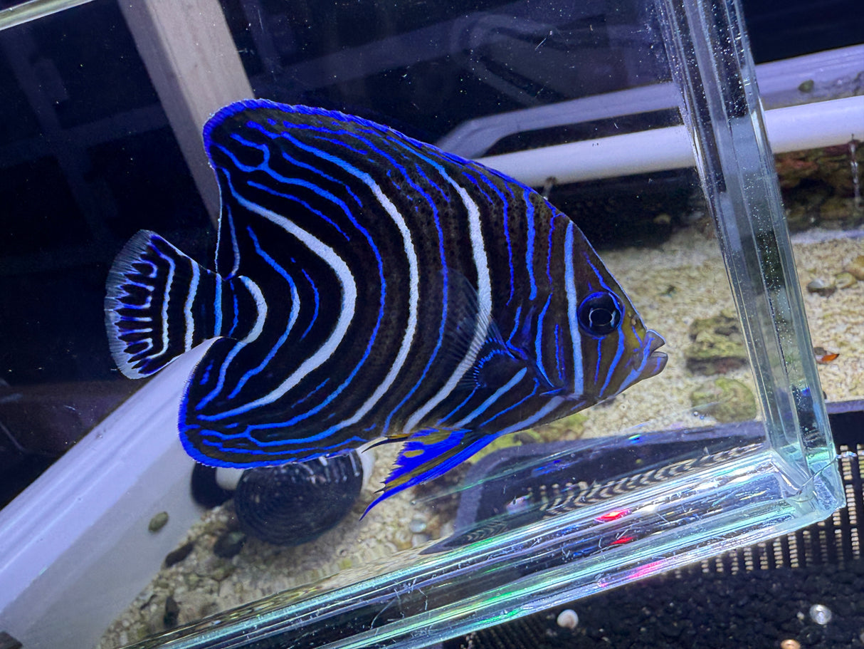 Koran Angelfish