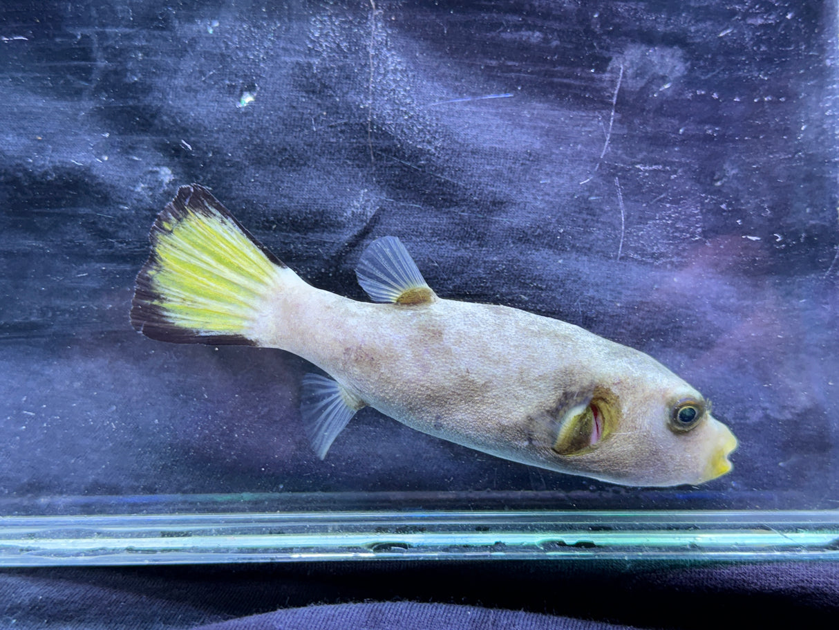 Immaculate pufferfish