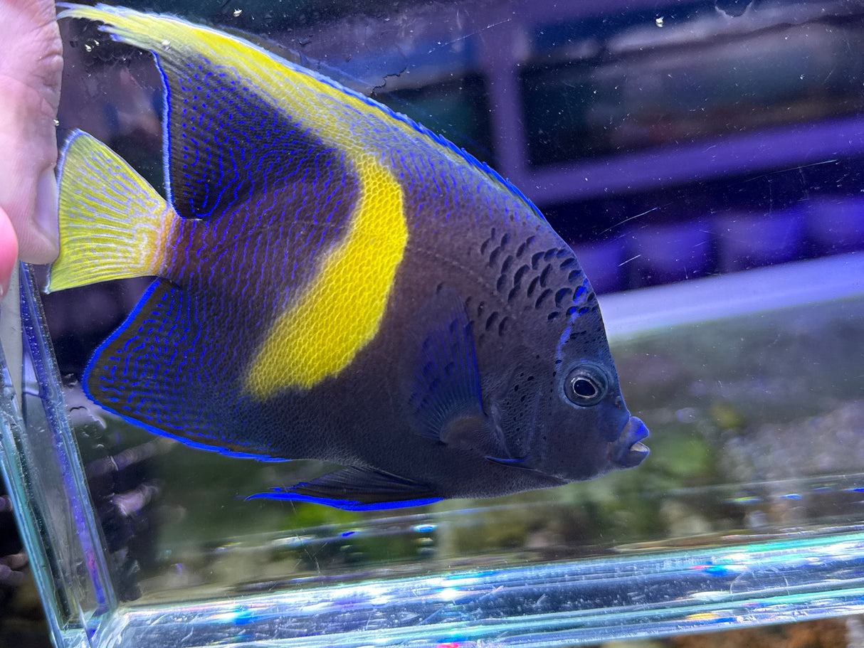 Maculosus Angelfish