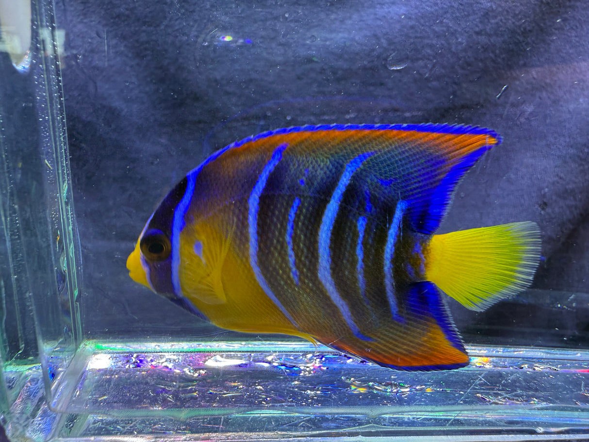Juvenile queen angelfish