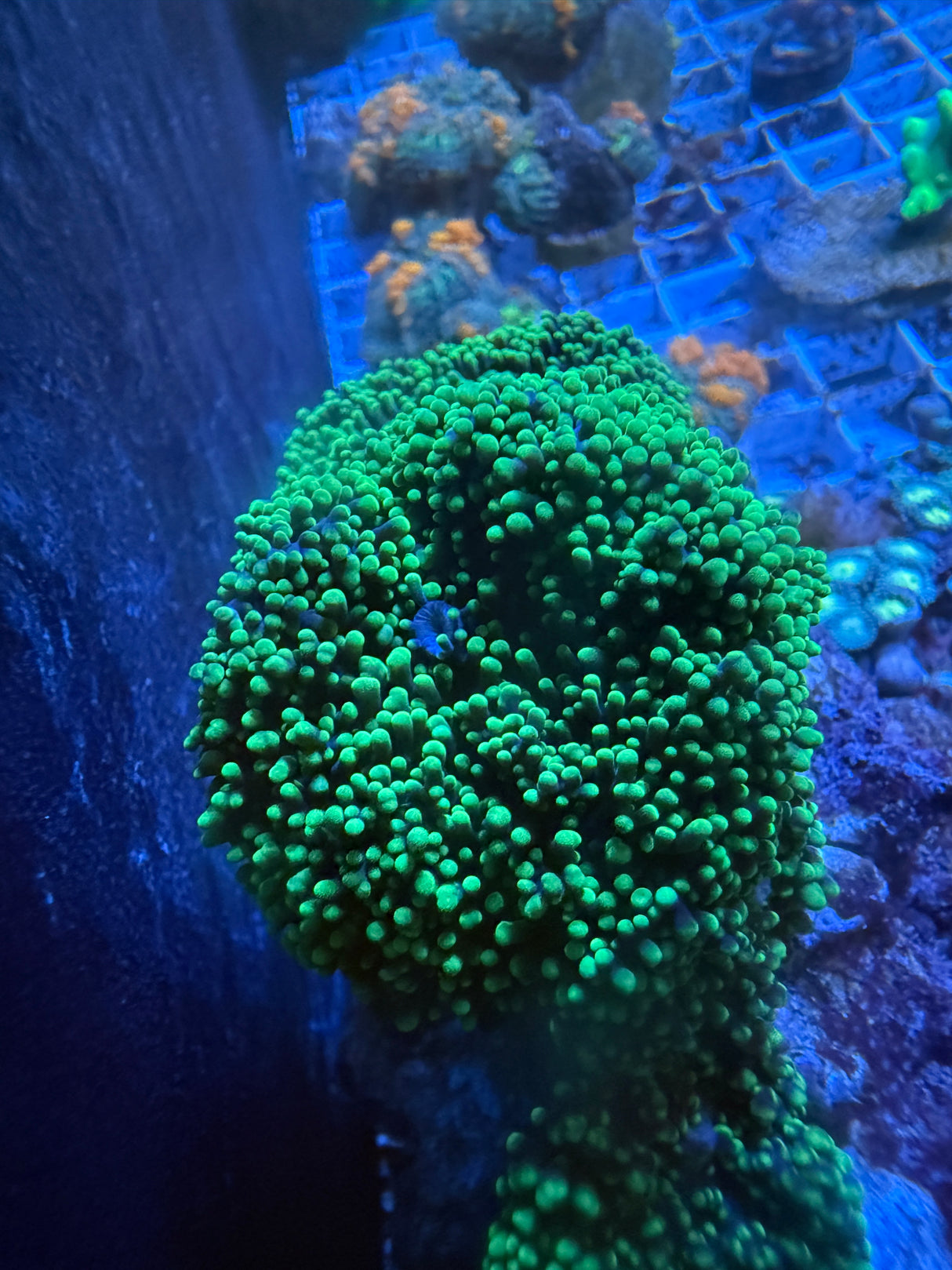 Green Hairy Mushroom