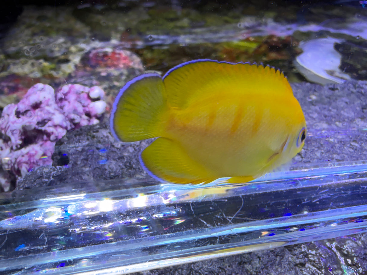 Captive Bred Lemonpeel X Eibli hybrid angelfish
