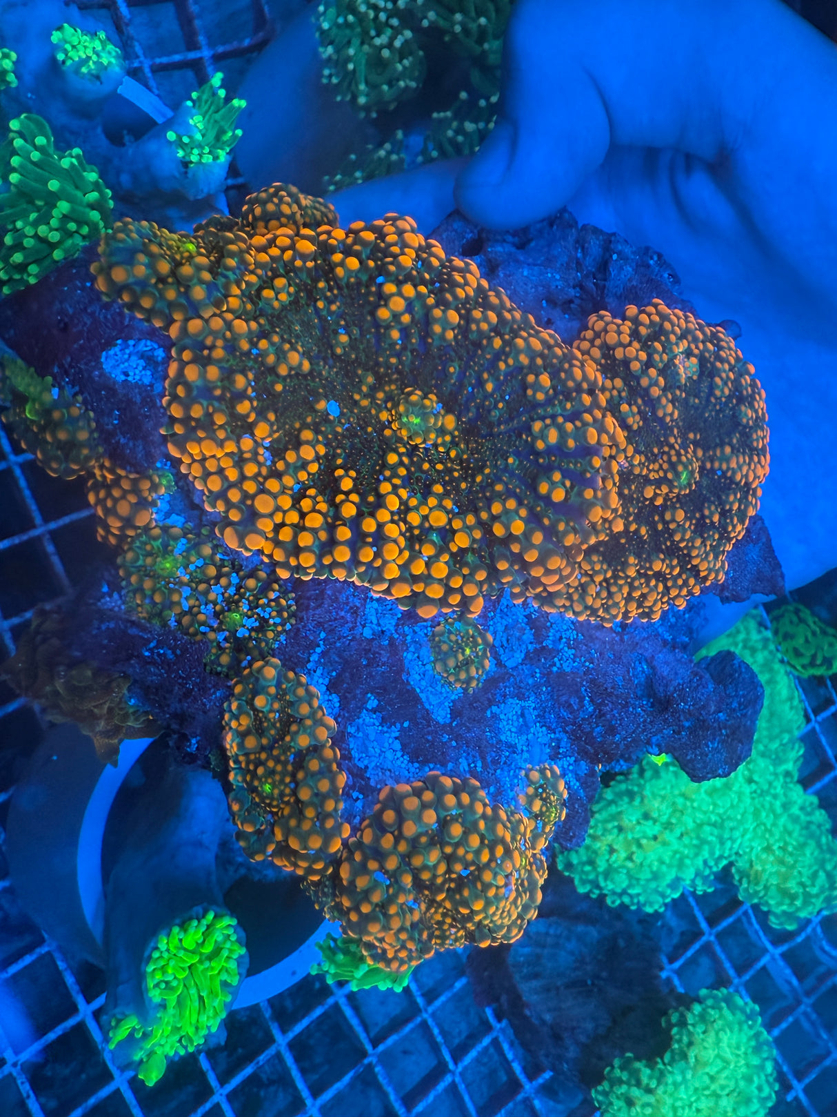 Godzilla Yuma mushrooms