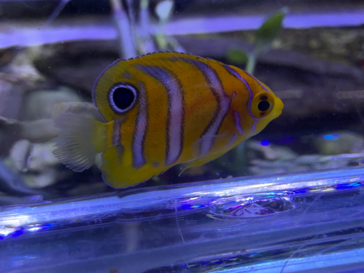 Captive bred B1 grade Misbar regal angelfish small WYSIWYG