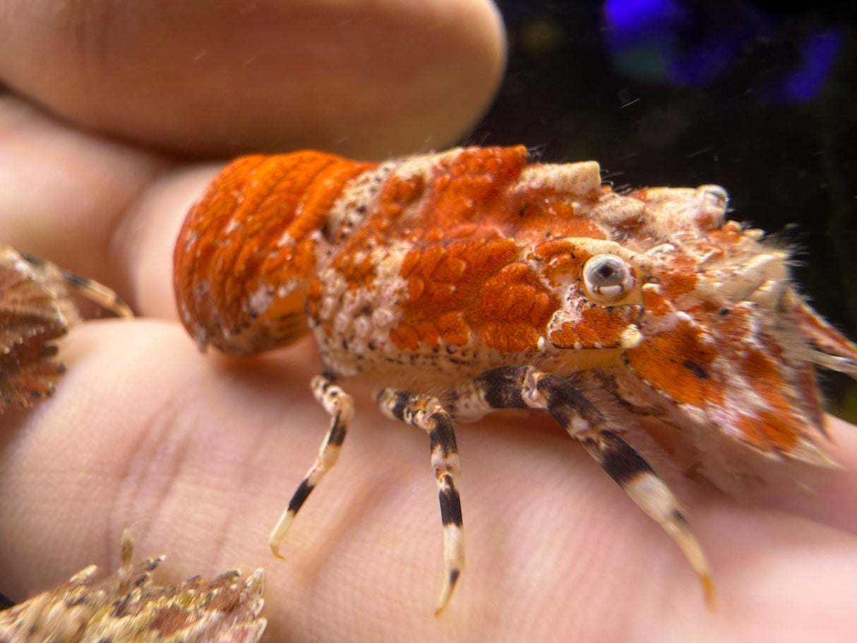 Orange slipper Lobster