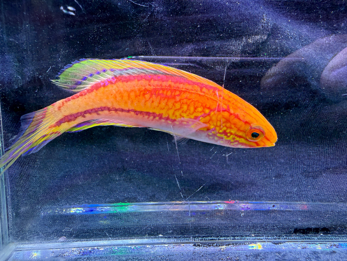 Pintail wrasse