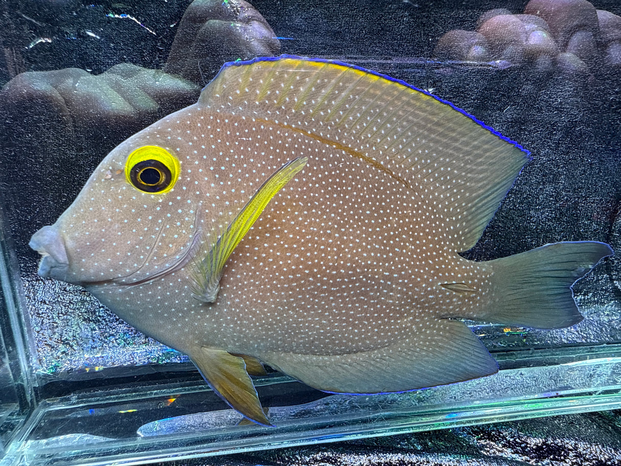 Spotted Kole Tang – Ctenochaetus strigosus