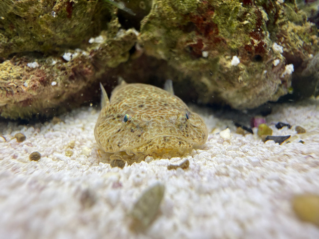 Clingfish (captive bred)
