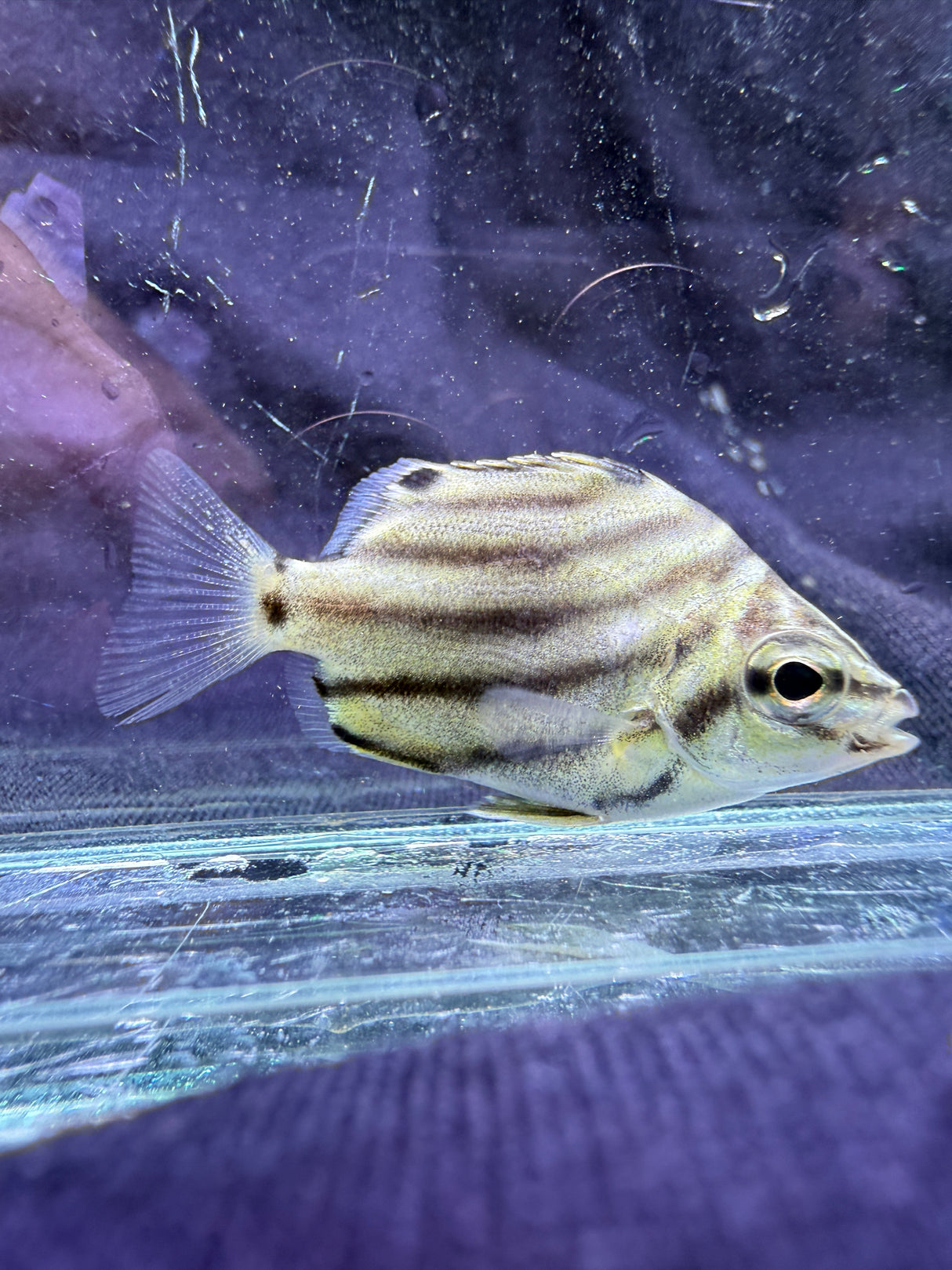 Australian Stripey