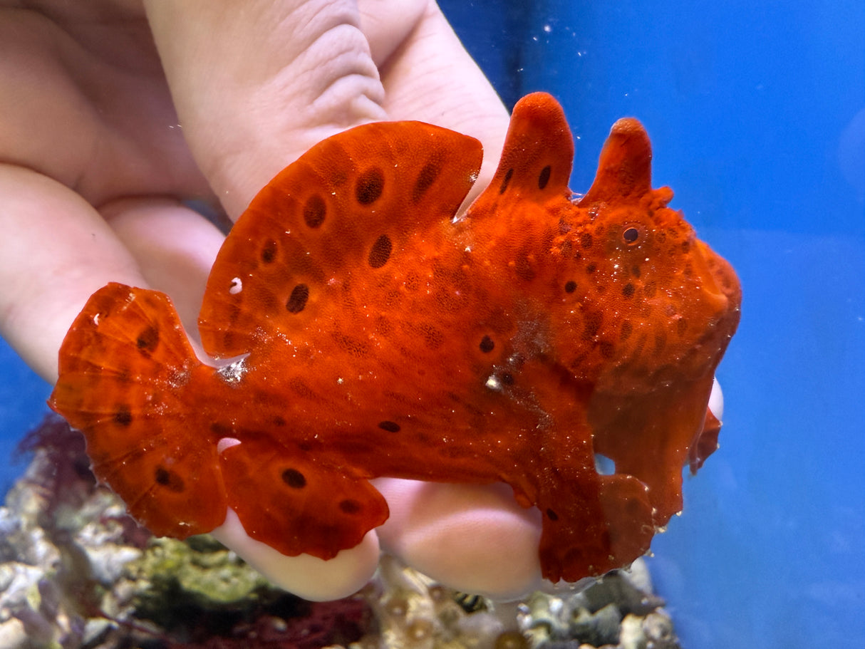 Red Frogfish