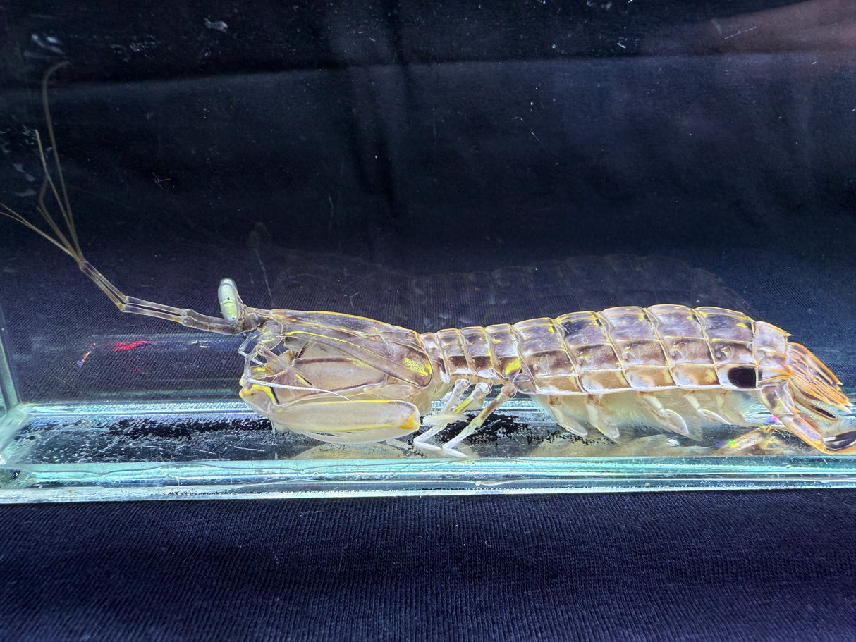 Slasher Mantis shrimp