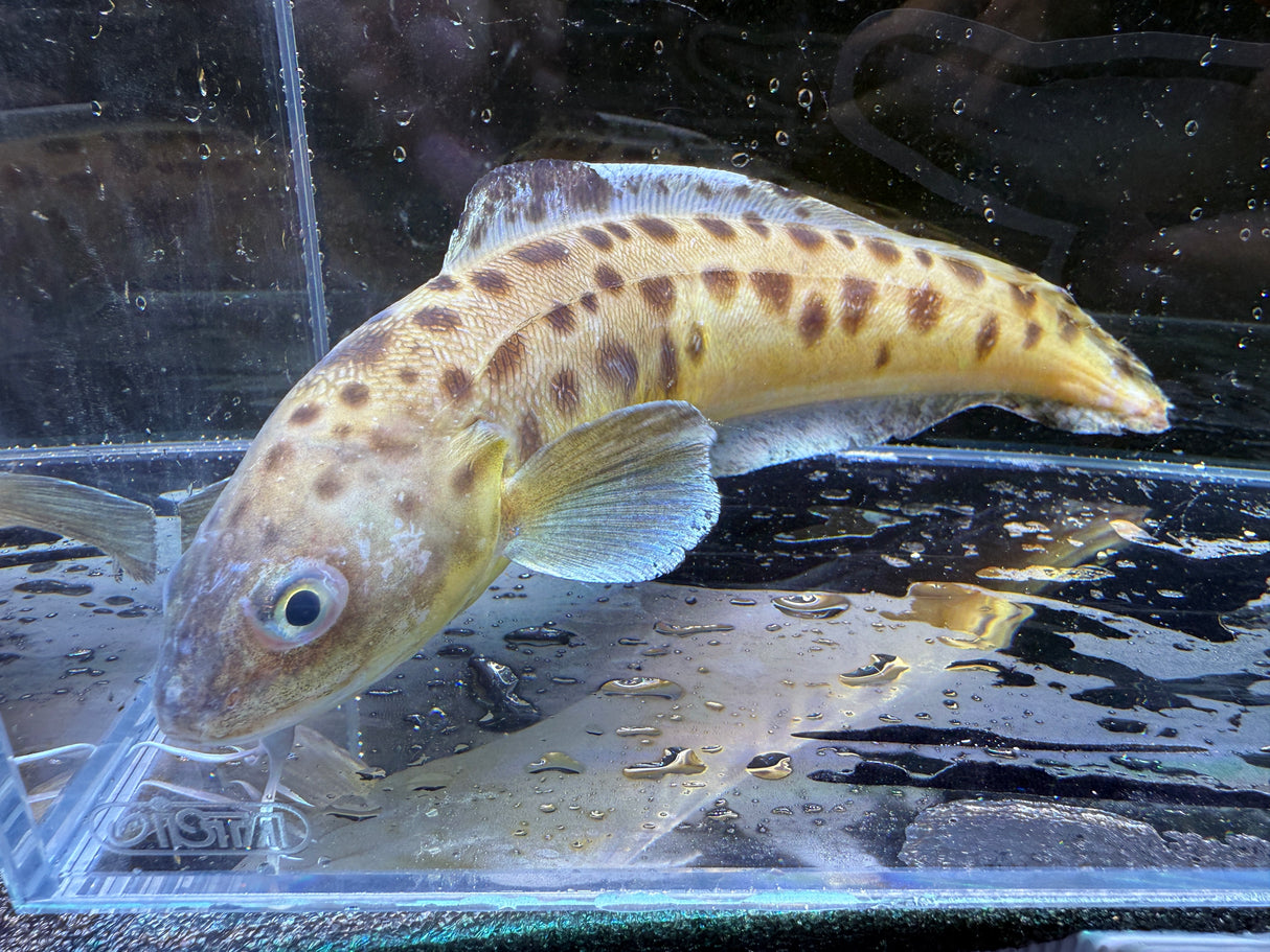 Leopard Cusk eel