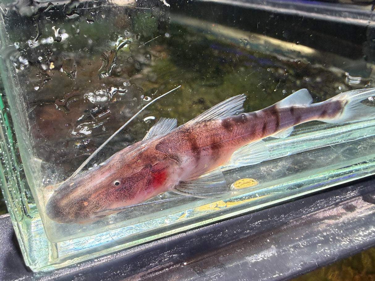 Tigrinus Catfish