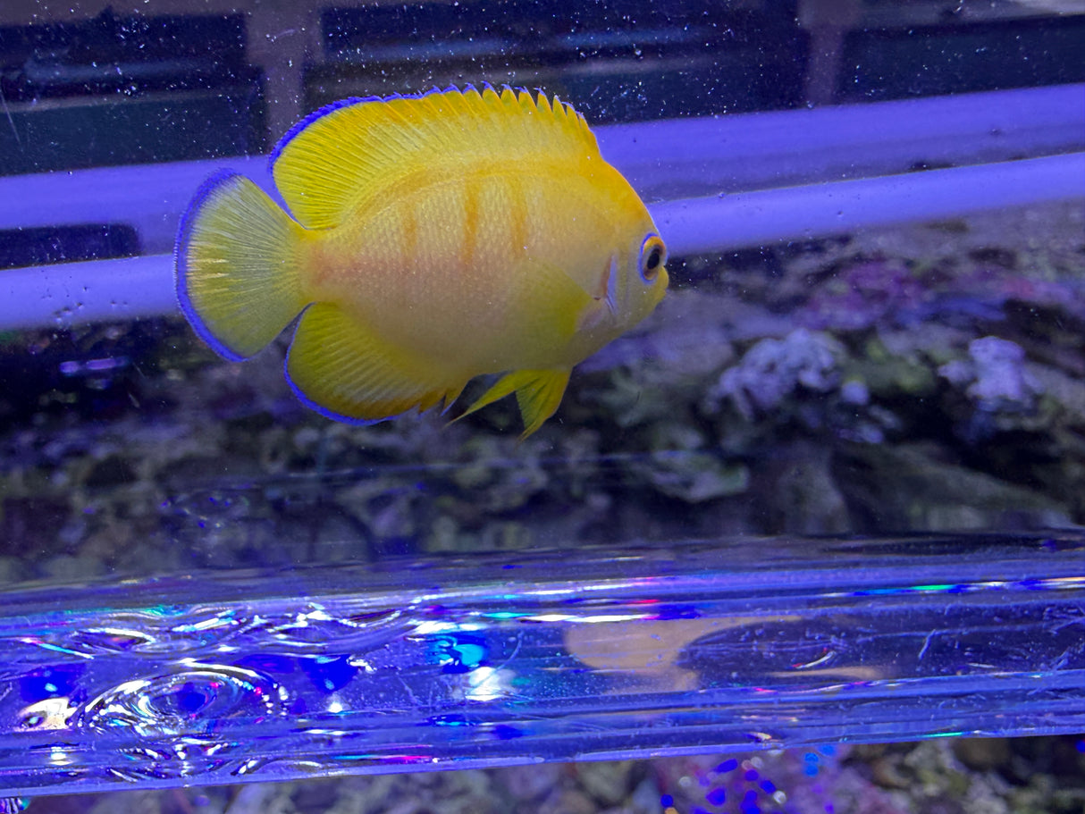 Captive Bred Lemonpeel X Eibli hybrid angelfish