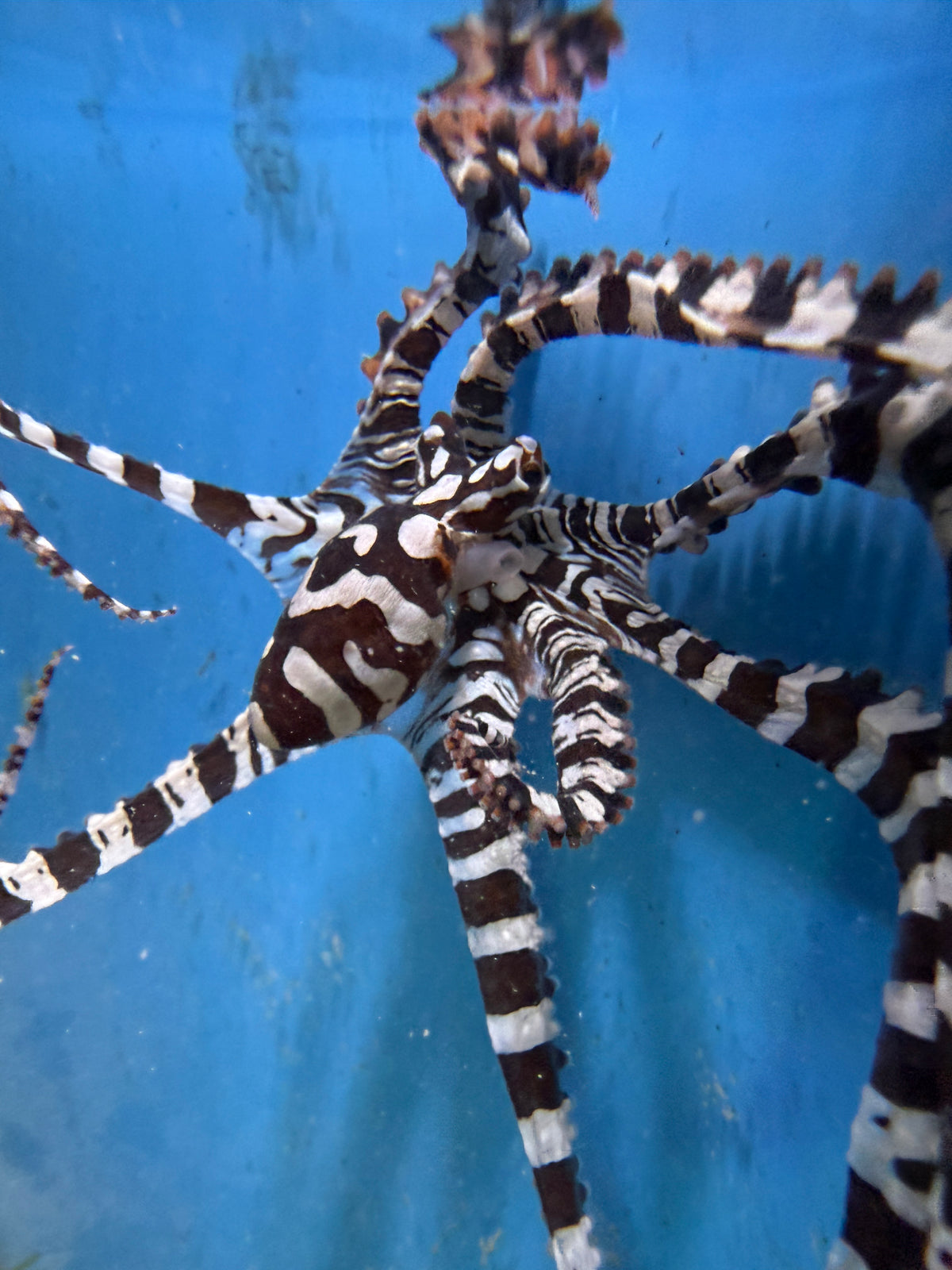 Mimic Octopus