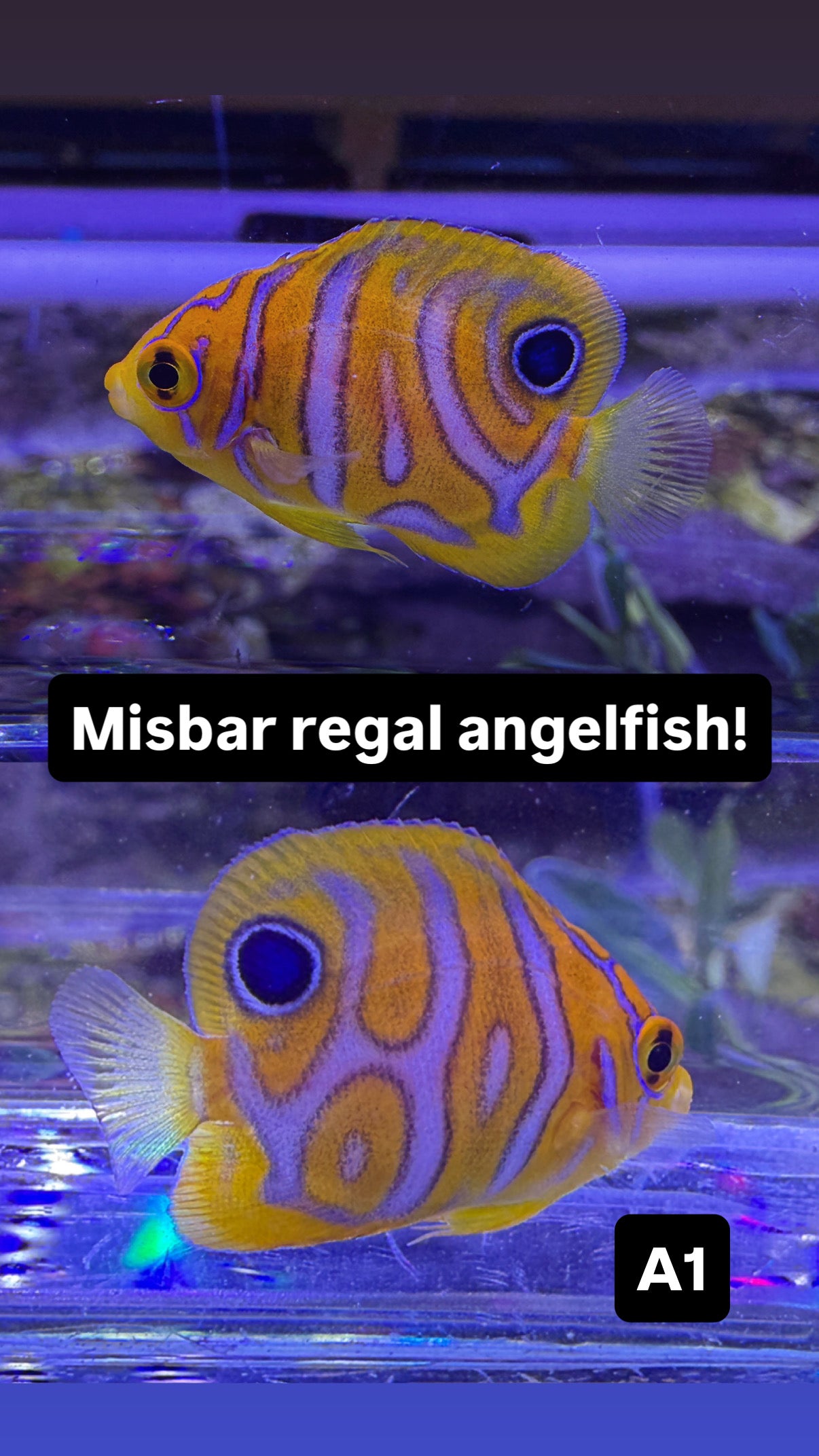 Captive bred A1 grade Misbar regal angelfish small WYSIWYG