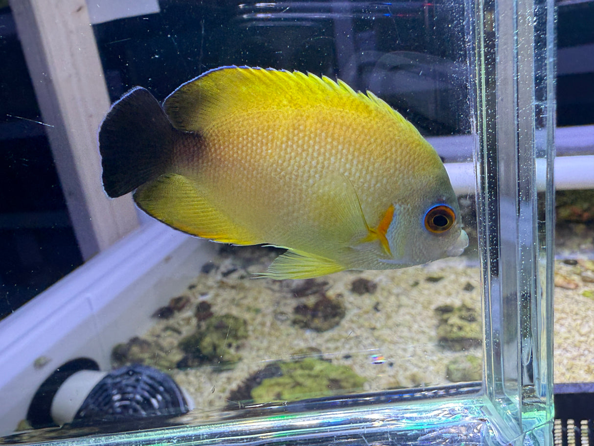 Hybrid angelfish (half black x lemon peel)