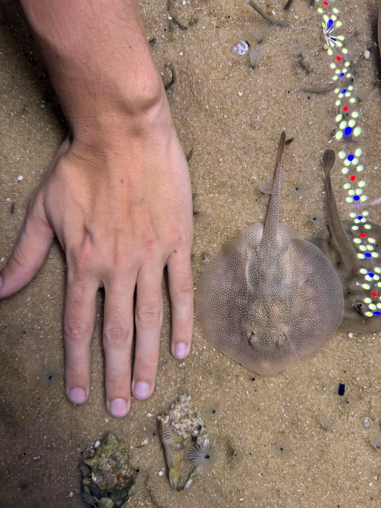 Baby California stingray