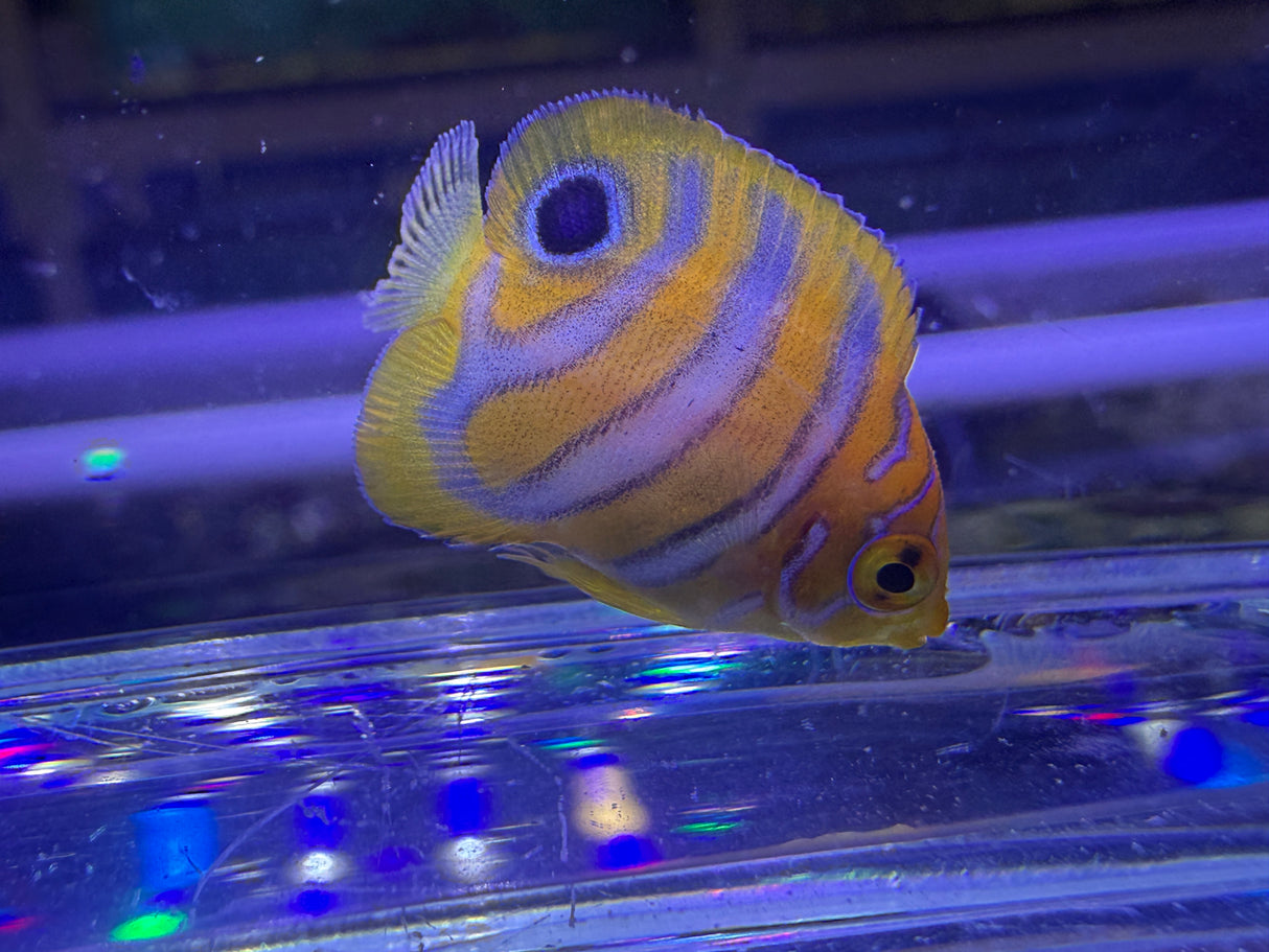 Captive bred B2 grade Misbar regal angelfish small WYSIWYG