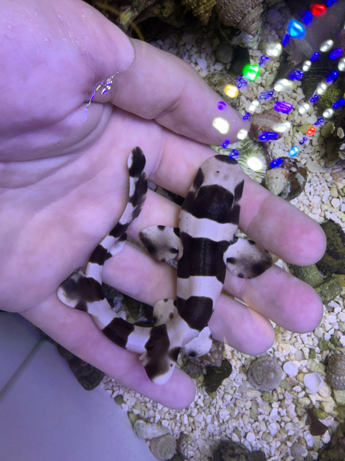 Banded bamboo cat shark med 10- 14in