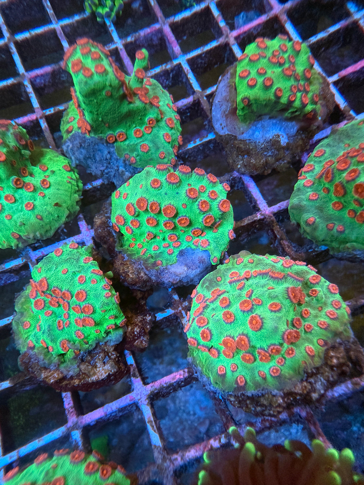 Seasons greetings Cyphastrea