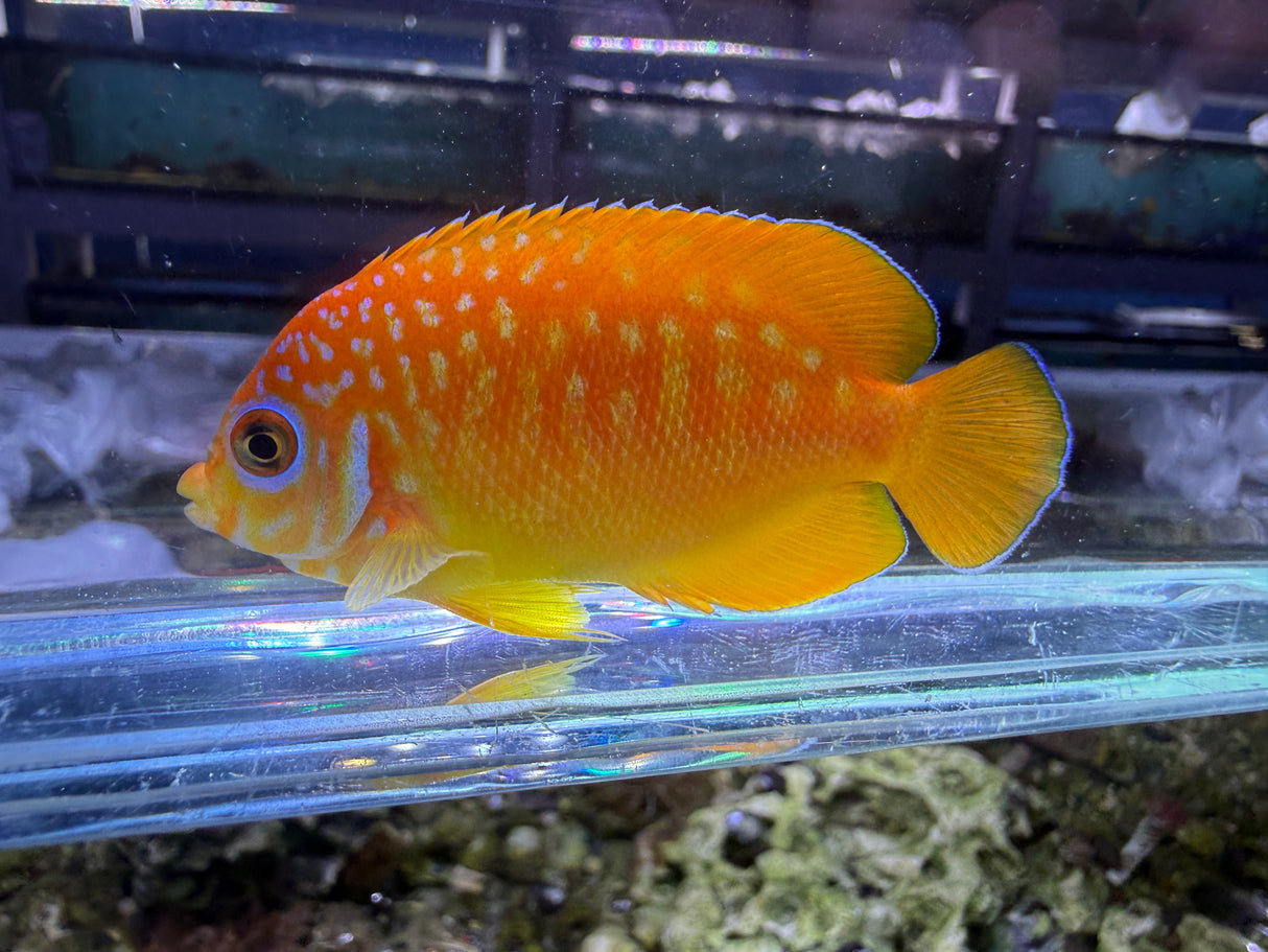 RARE Leopyge hybrid angelfish WYSIWYG #1