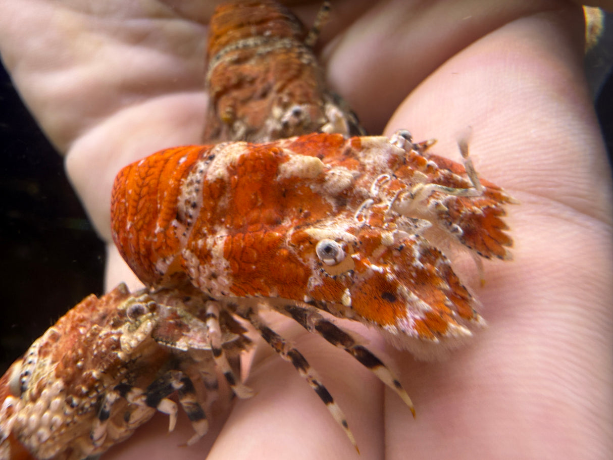 Orange slipper Lobster