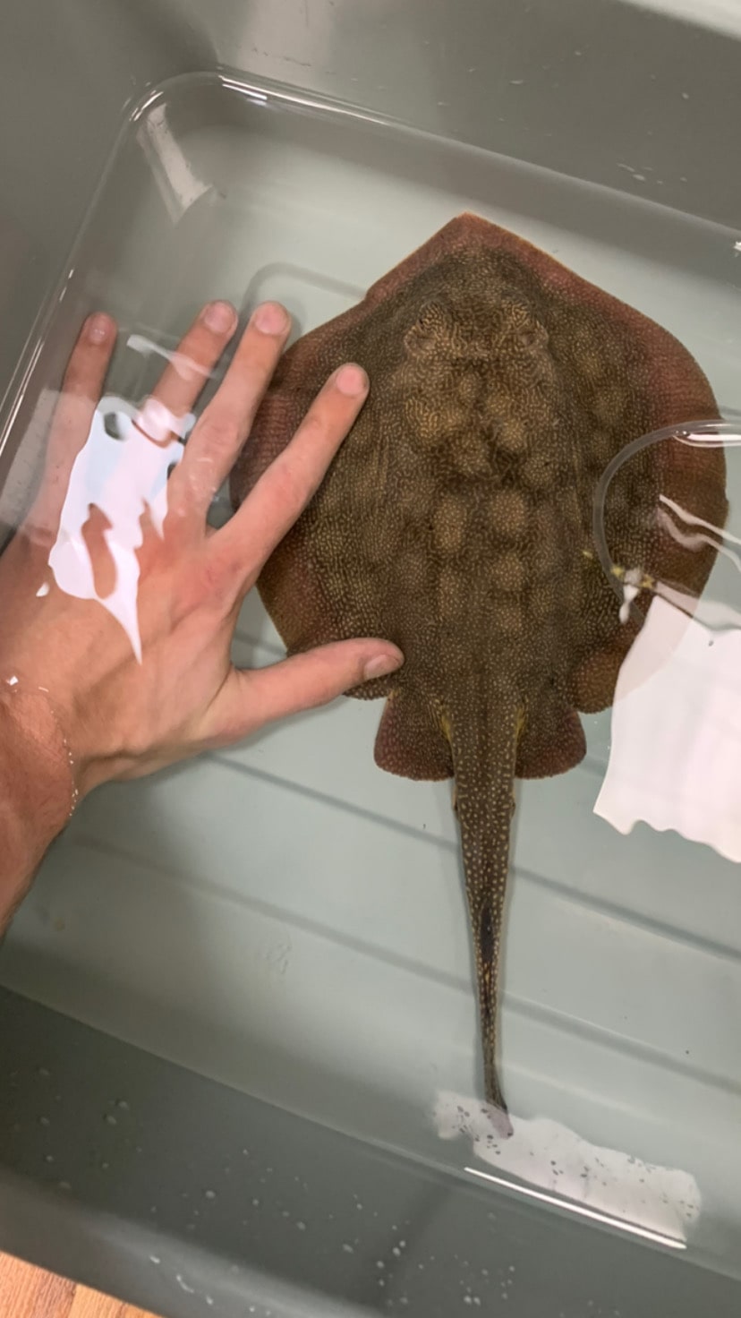 California Stingray (Urobatis halleri)