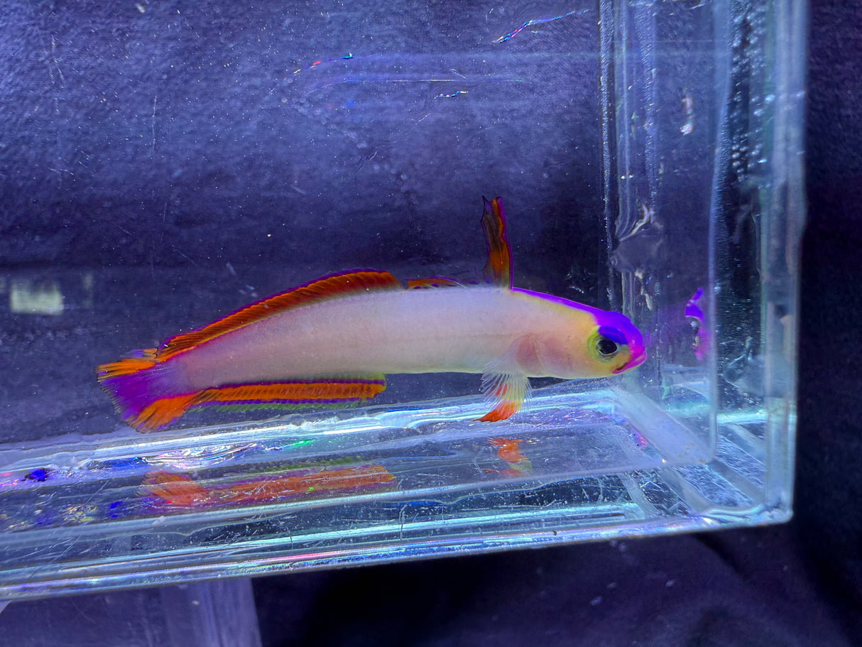 Purple fire fish