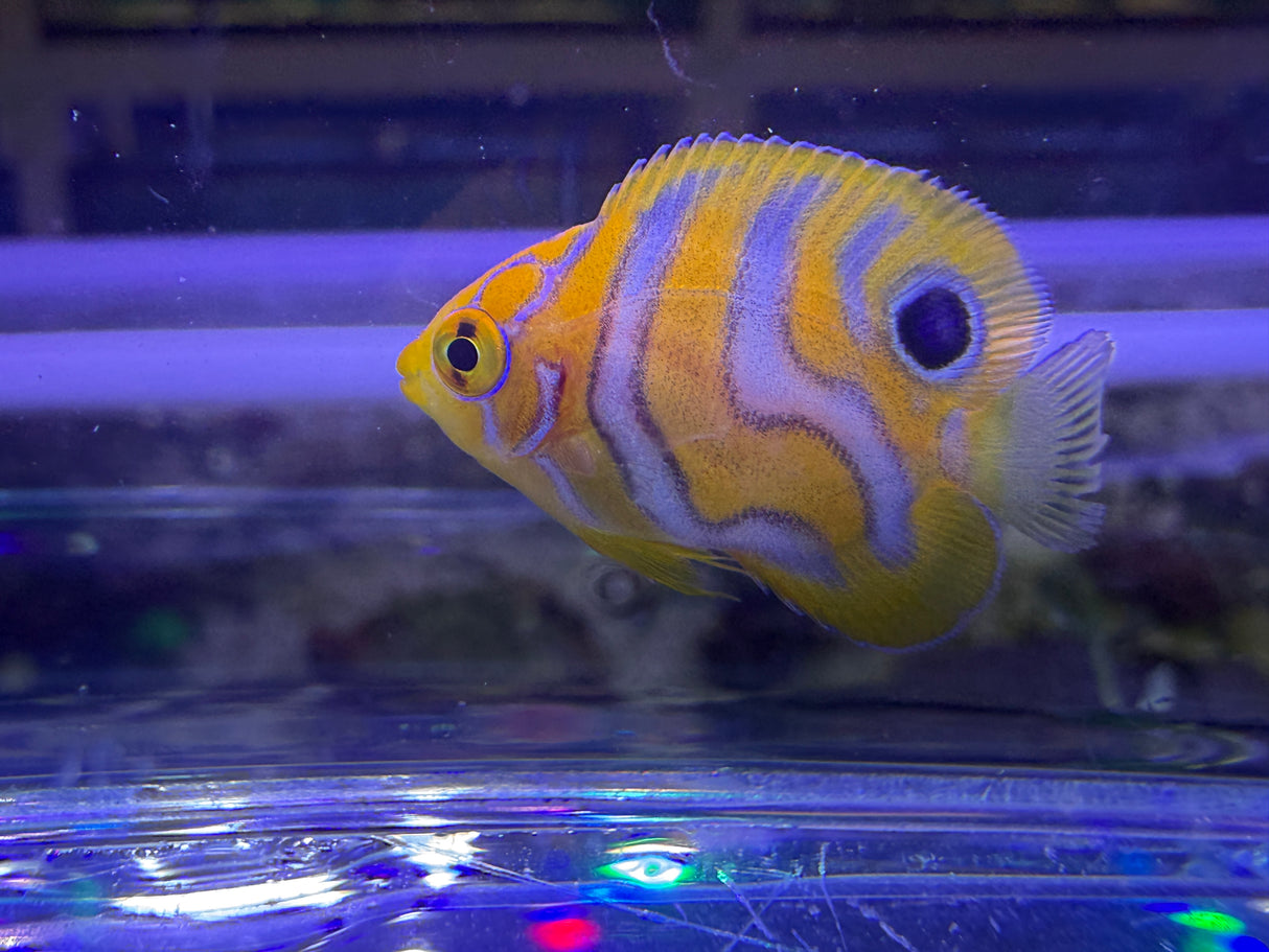 Captive bred B2 grade Misbar regal angelfish small WYSIWYG