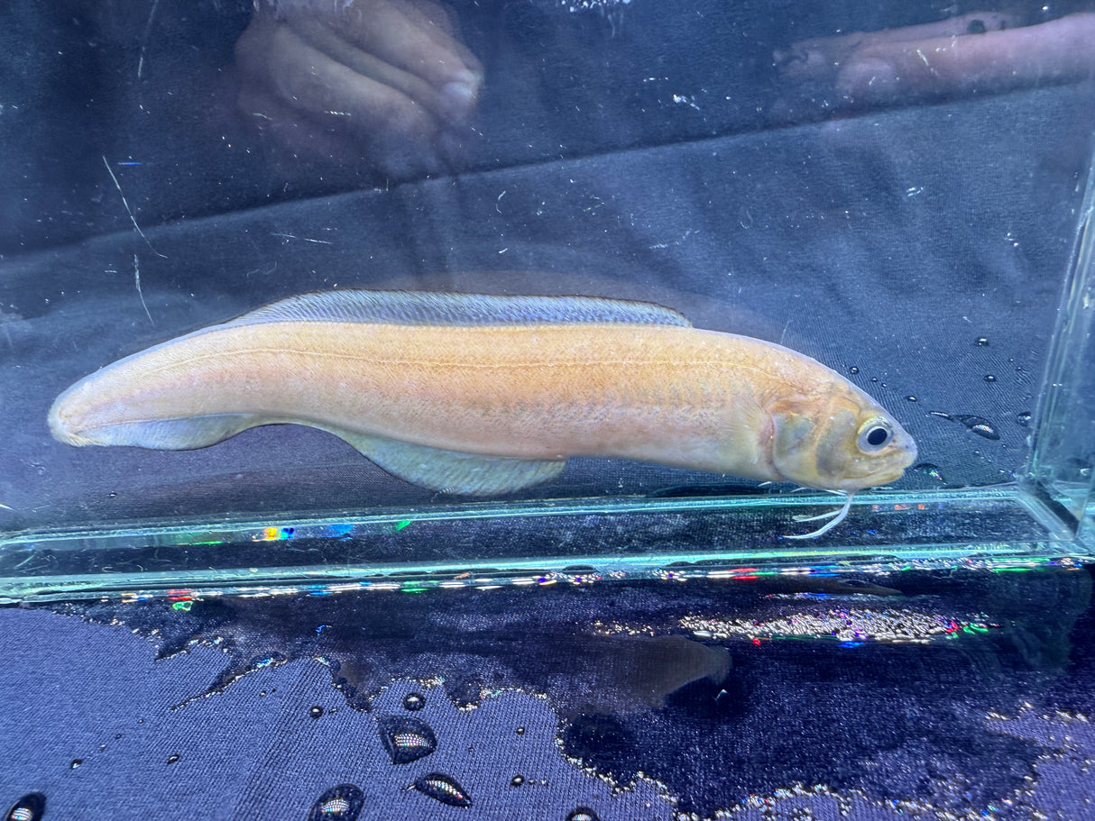 Striped Cusk Eel