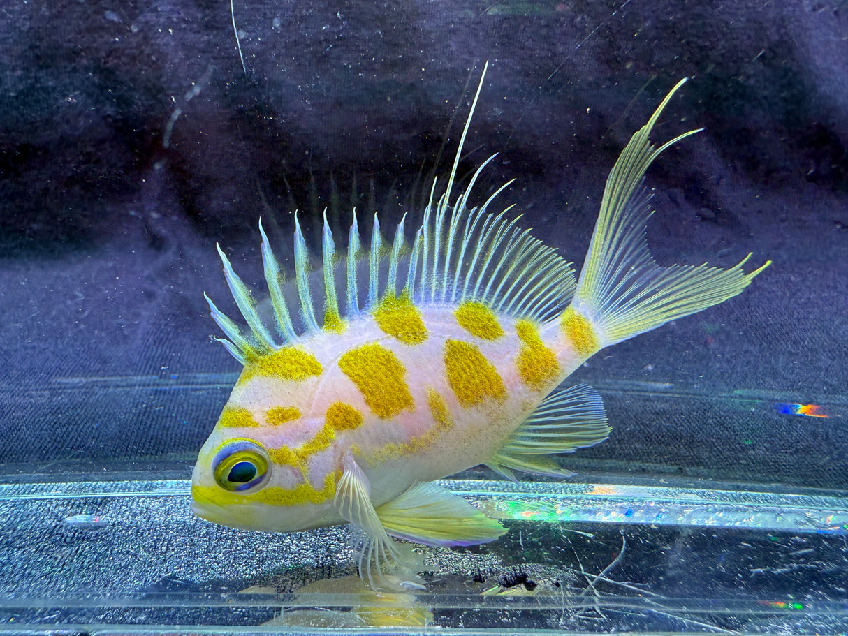 Borbonius anthias