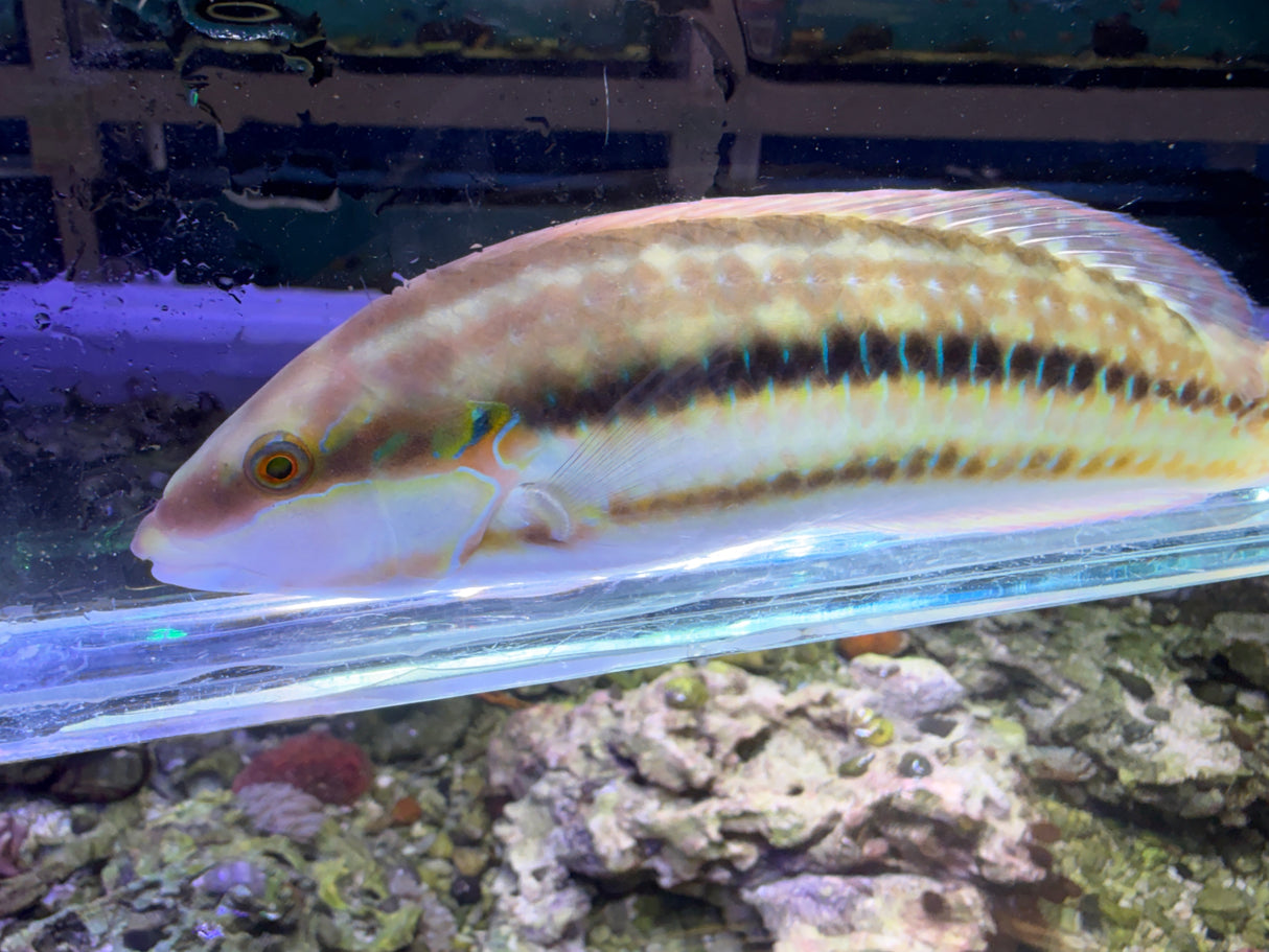 Slippery Dick wrasse