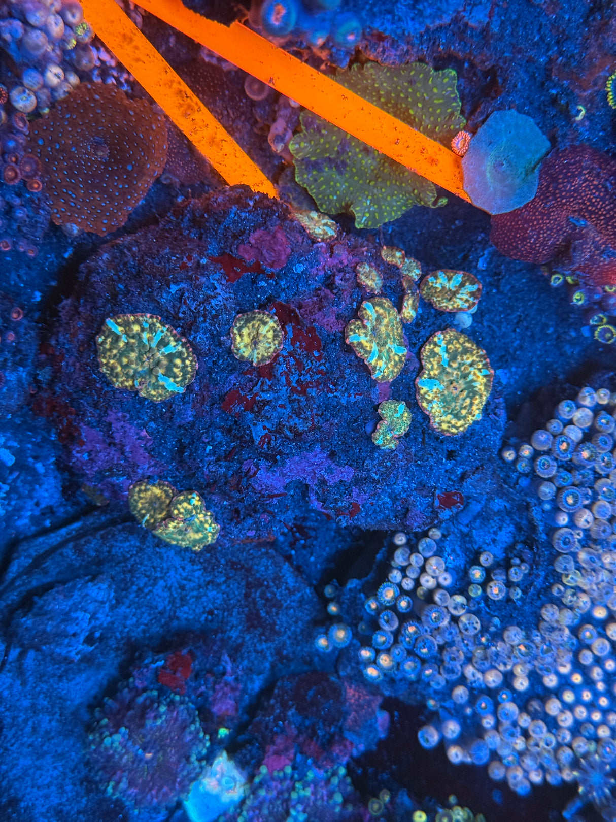 Gold Streak mushroom