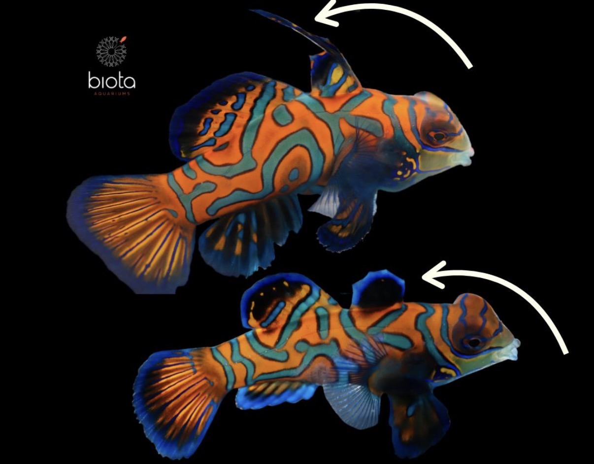 Captive Bred Green Mandarin pair M/F