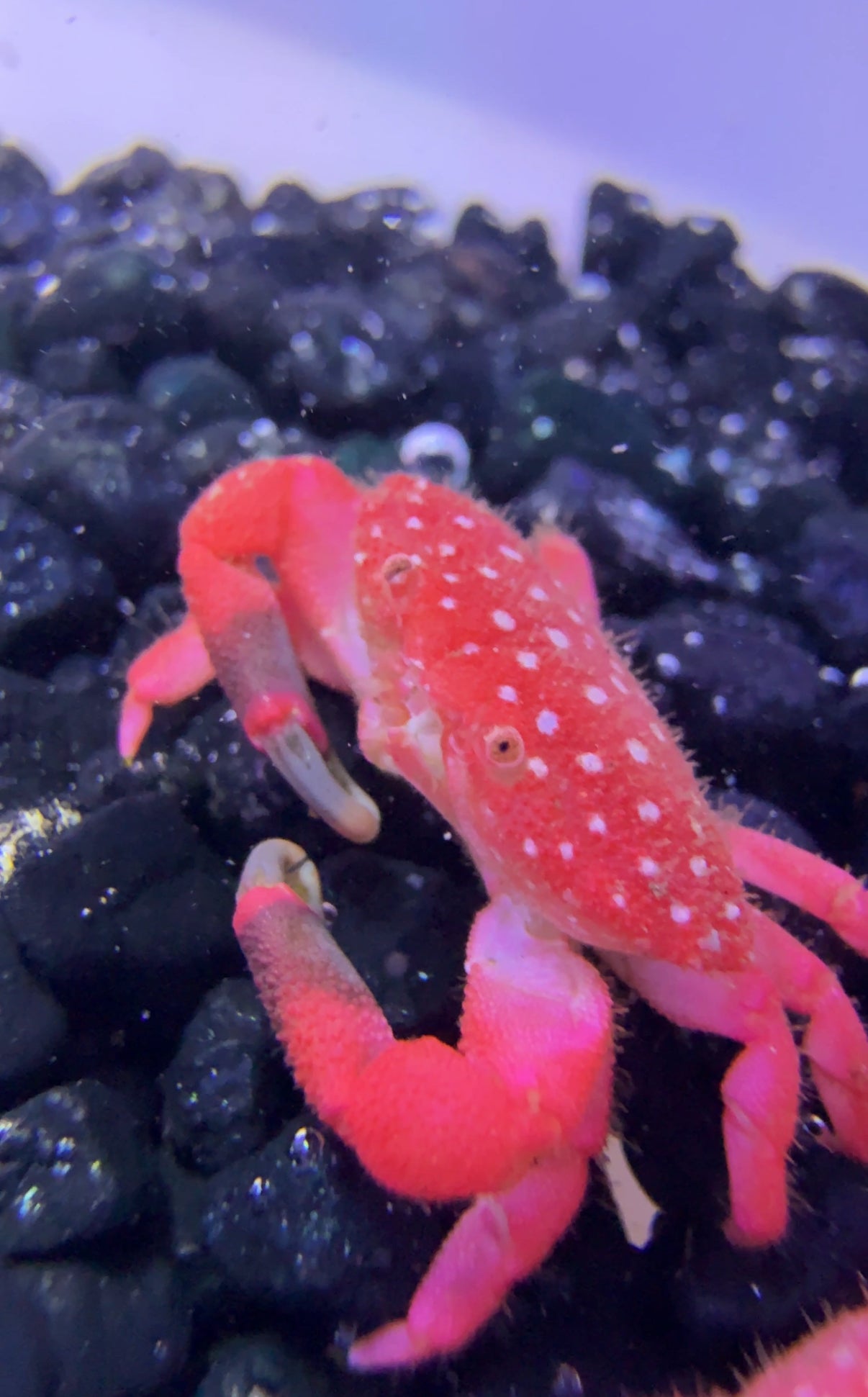 Strawberry Crab AVAILABLE SATURDAY